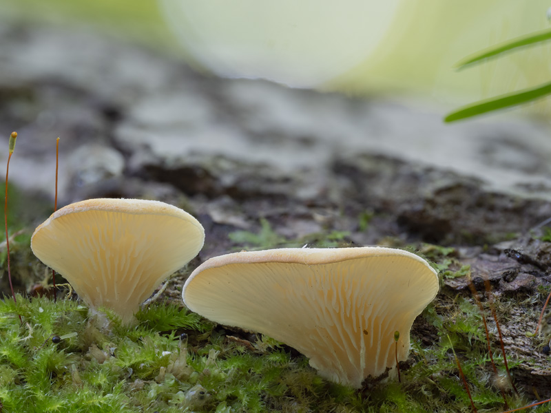 Hohenbuehelia auriscalpium Hohenbuehelia auriscalpium